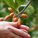 Mains récoltant délicatement des amandes sur un arbre, fruits abondants